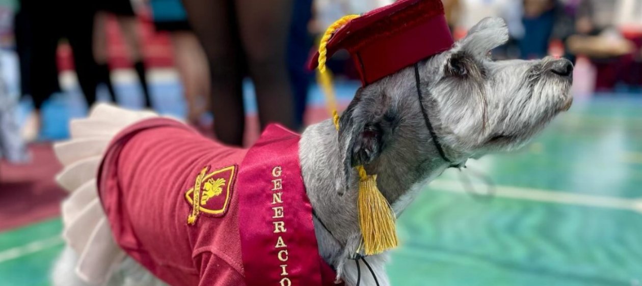 ¡Mejor graduación! Perrita se graduó de cuarto medio en Antofagasta