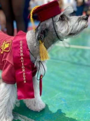 ¡Mejor graduación! Perrita se graduó de cuarto medio en Antofagasta