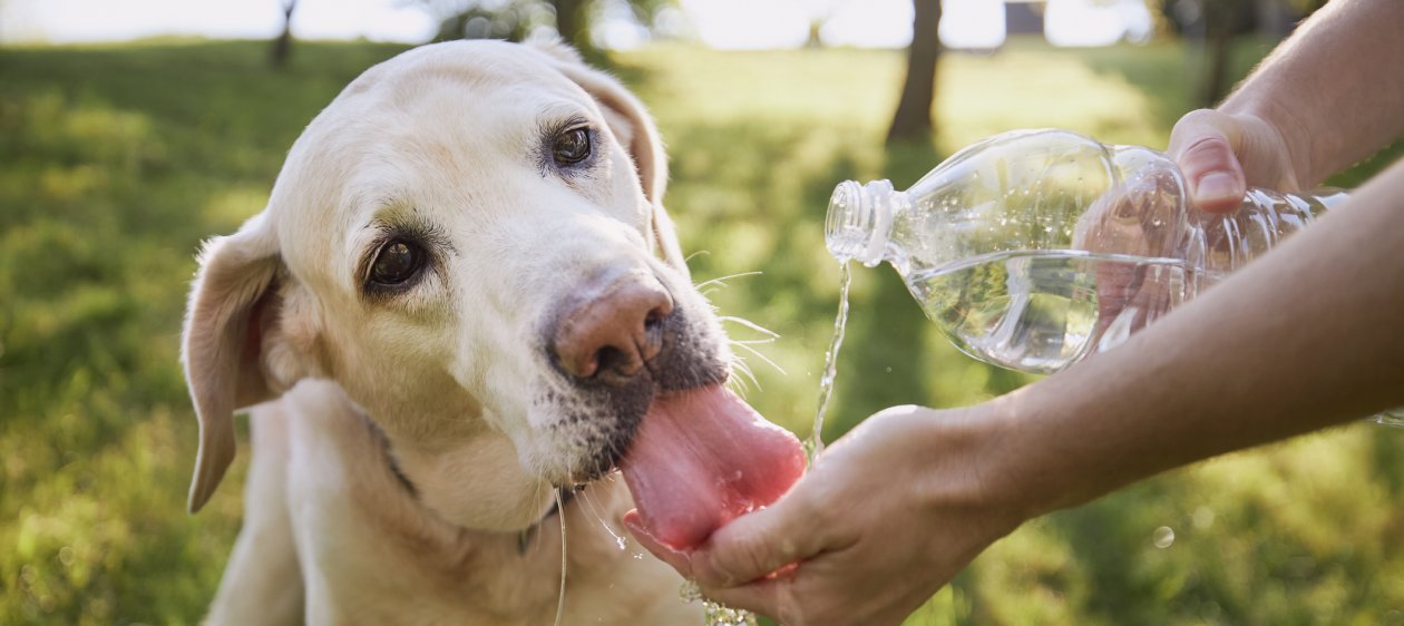 Tips para ayudar a tu mascota a capear la próxima ola de calor