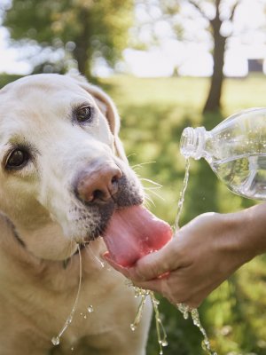 Tips para ayudar a tu mascota a capear la próxima ola de calor