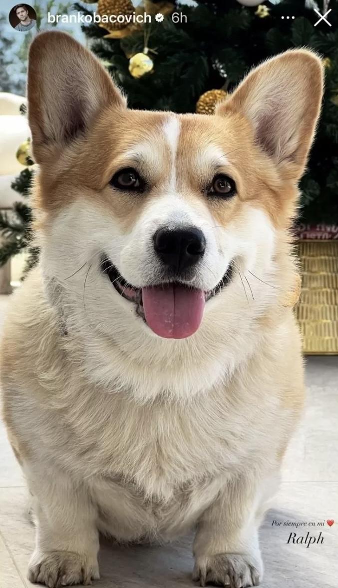 Fotografía de Ralph, el perro corgi que compartía Branko con Belén