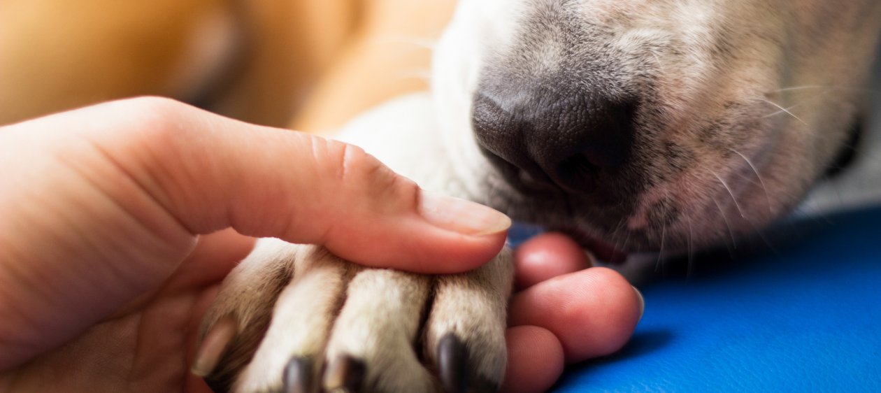 Malls & Outlets VIVO realizarán nueva jornada de adopción de perritos sin familia