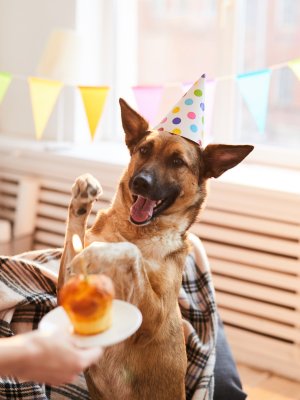 21 de julio, Día del Perro: prepara la mejor fiesta para tu peludo
