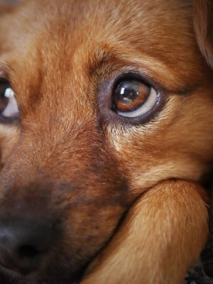 Cómo cuidar a tus mascotas en Fiestas Patrias: Veterinario entrega consejos claves