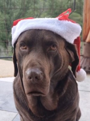 Bagual, el perrito de Pangal Andrade y Melina Noto, se transformó en reno