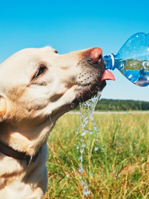 Operación patitas frescas: Guía para combatir la ola de calor con tu mascota