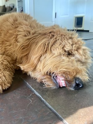 Toast, el perrito narcoléptico que se roba las miradas en redes