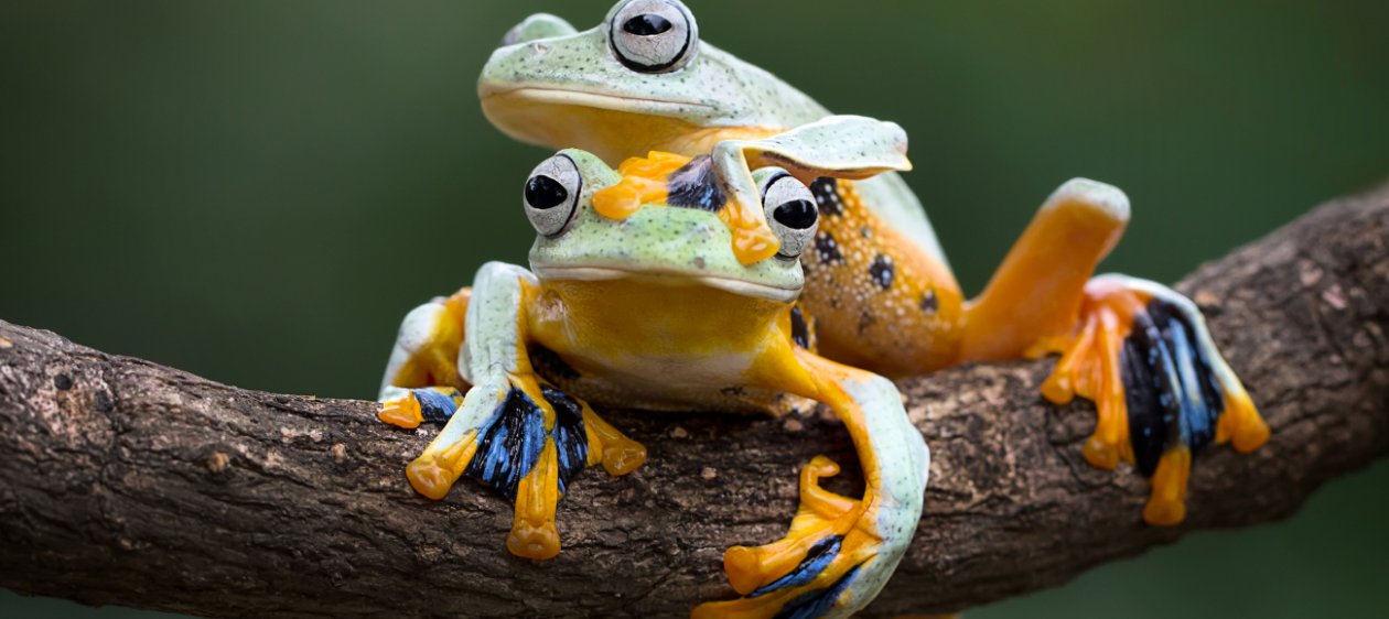 ¡Fingen! El comportamiento de las ranas para evitar aparearse