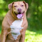 El sobrepeso en perros: un problema silencioso que afecta a la salud de tu mascota