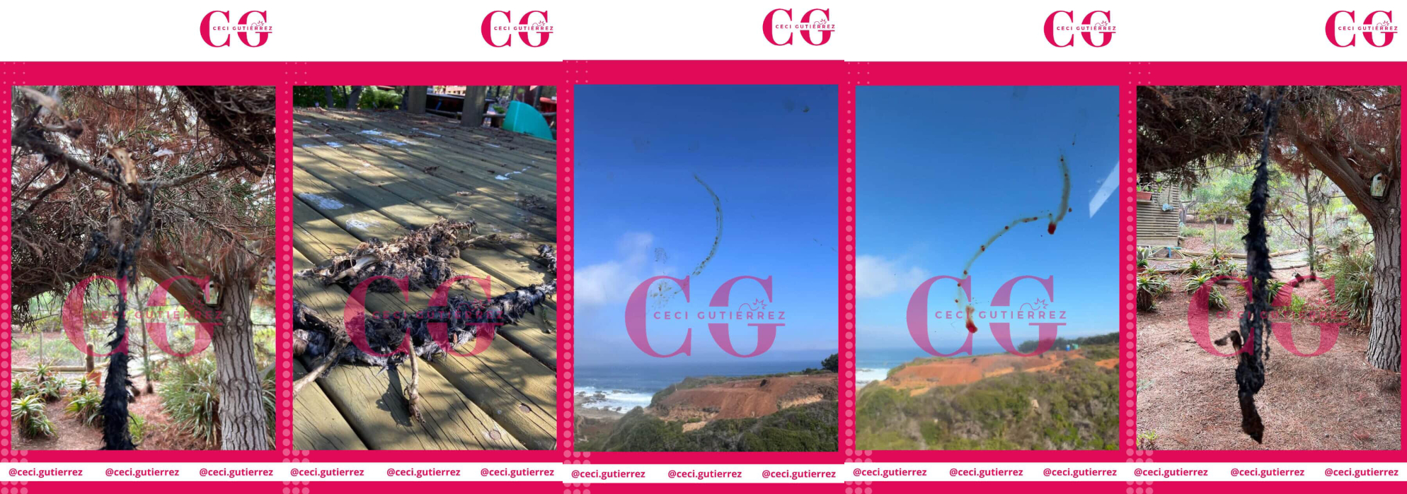 Fotos compartidas por Cecilia Guitérrez
