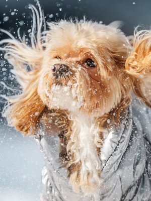 Invierno sin resfríos: Consejos para mantener a tu mascota sana y feliz