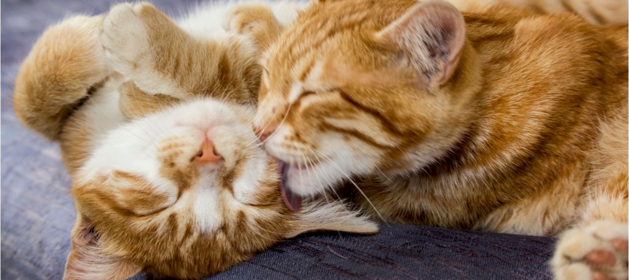 Día Internacional del Gato: 7 de cada 10 tutores desconoce los cuidados que su gato necesita