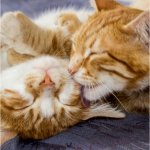 Día Internacional del Gato: 7 de cada 10 tutores desconoce los cuidados que su gato necesita