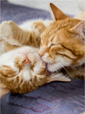 Día Internacional del Gato: 7 de cada 10 tutores desconoce los cuidados que su gato necesita Día Internacional del Gato: 7 de cada 10 tutores desconoce los cuidados que su gato necesita