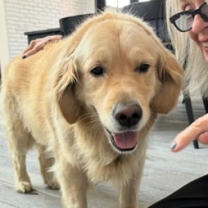 ¡En casa y con su adorado Golden Retriever! Así fue la última publicación de Diane Keaton en redes sociales antes de morir
