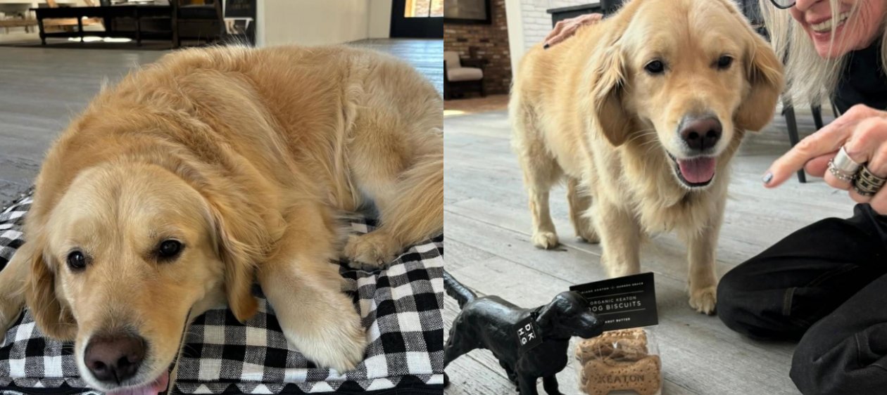 ¡En casa y con su adorado Golden Retriever! Así fue la última publicación de Diane Keaton en redes sociales antes de morir