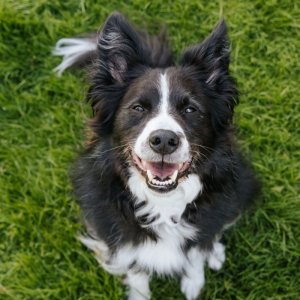 GuauFest 2026: el festival de perros más grande de Chile llega a Santiago con más de 20 actividades