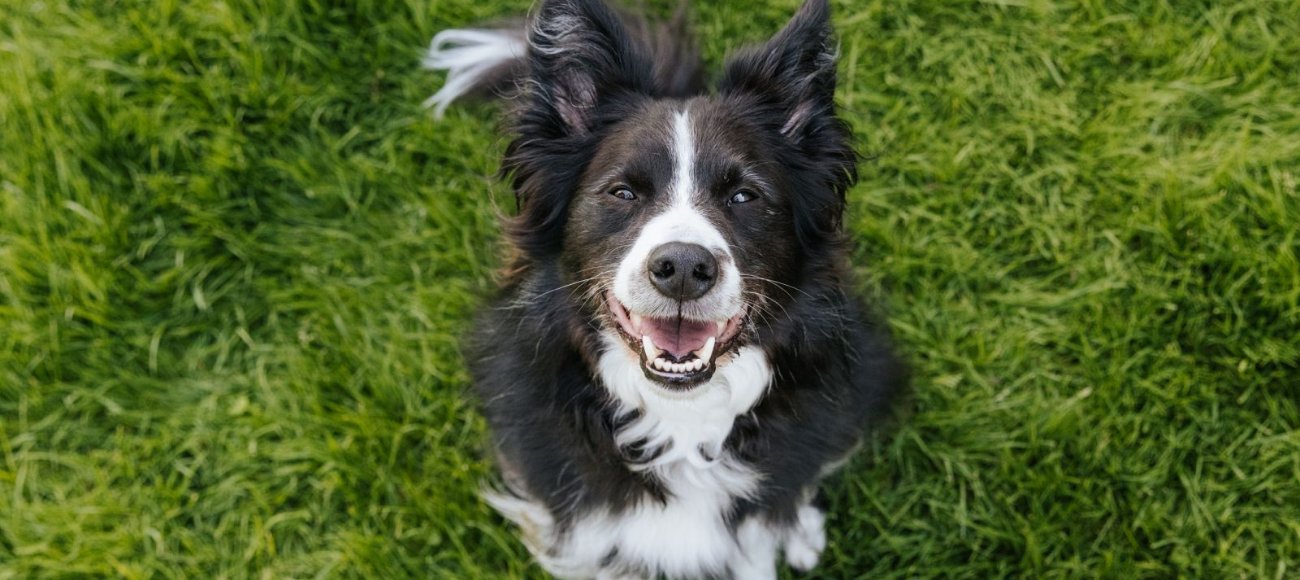 GuauFest 2026: el festival de perros más grande de Chile llega a Santiago con más de 20 actividades